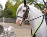 Legend Horse with Breyer Model