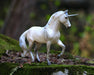 Lysander standing on a moss covered rock, facing right