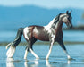 Freedom Series Pinto - outside, standing in water