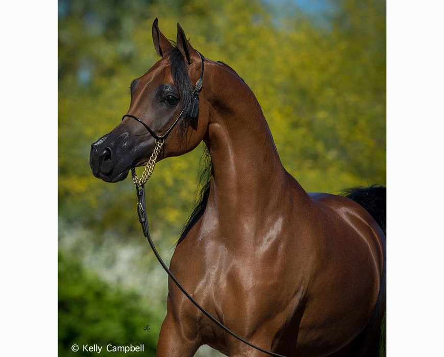 RD Marciea Bey | Champion Arabian Mare - Copyright Kelly Campbell