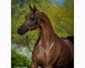 RD Marciea Bey | Champion Arabian Mare - Copyright Kelly Campbell