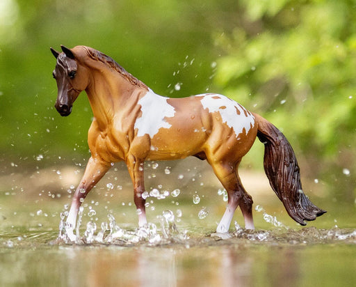 Red Dun Pintaloosa splashing in water