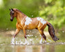 Red Dun Pintaloosa splashing in water