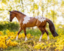 Red Dun Pintaloosa in a field of flowers