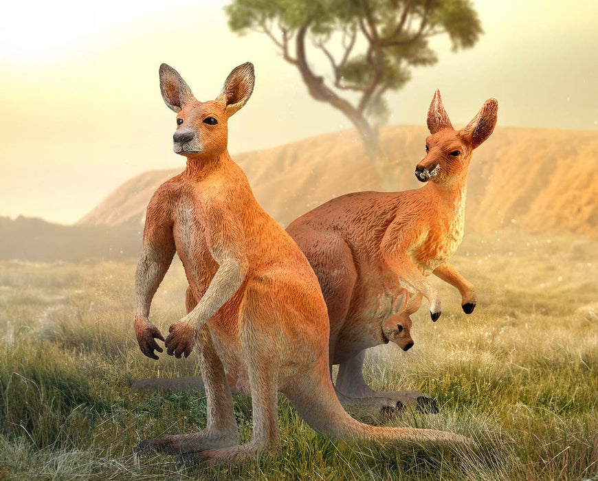 Red Kangaroo - shown with Kangaroo and Joey