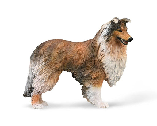 Rough Collie