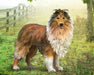 Rough Collie on a farm background