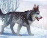 Siberian Husky in a snowy outdoor setting