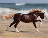 Surfer’s Riptide | Chincoteague Pony facing right on the beach