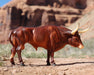 Texas Longhorn Bull | Breyer Animals facing right on a desert background with mountains 