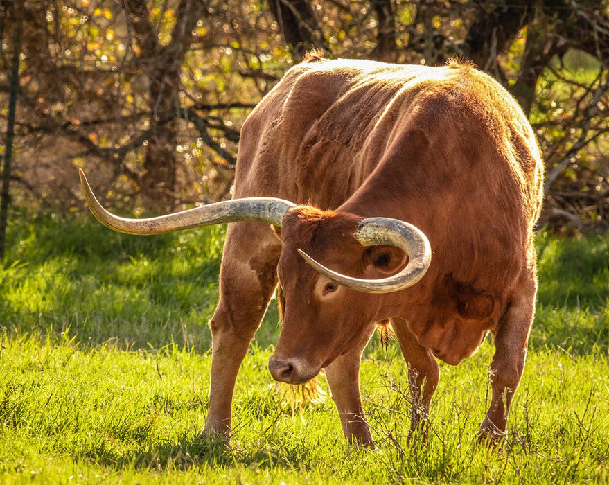 A real-life Texas Longhorn Bull