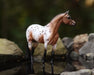 The Ideal Series | Pony of the Americas standing in water in a rocky setting