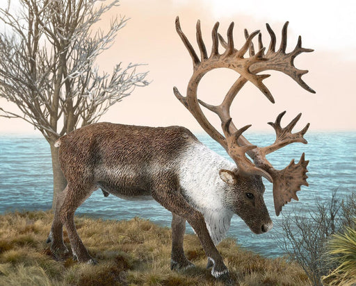 Woodland Caribou near a lake