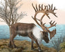 Woodland Caribou near a lake