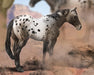 Appaloosa Blue Roan Model Breyer 