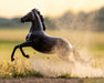 Breyer - ATP Power, Amberley Snyder's Barrel Racing Horse