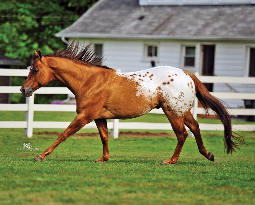 Chocolatey Model Breyer 