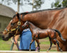 Breyer Cody's Wish Thoroughbred Racehorse Model