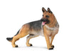 German Shepherd Model Breyer 