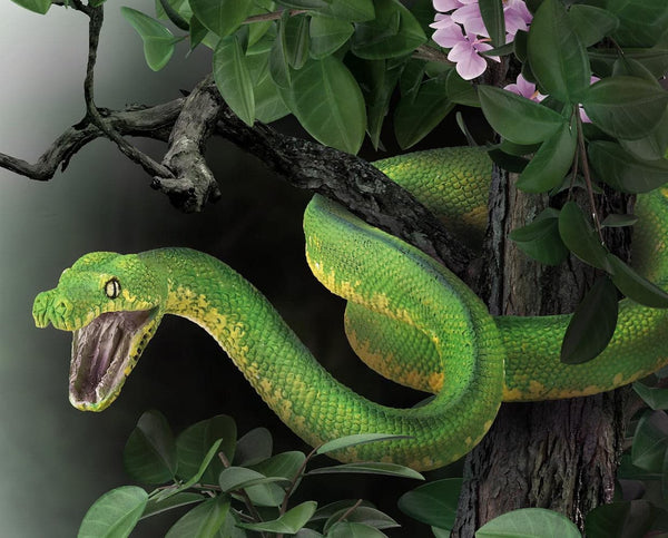 purple green tree python