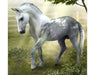 Grey Trakehner Stallion on background