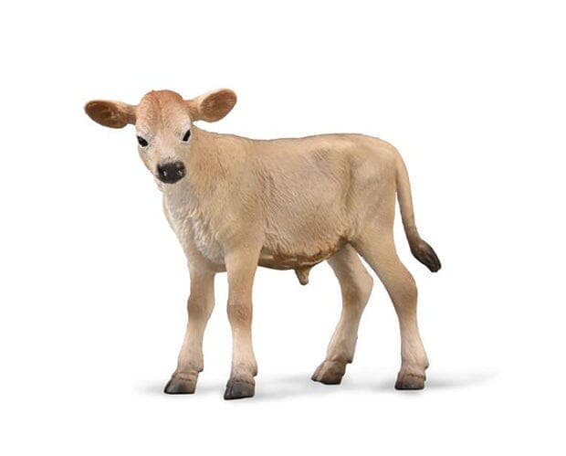 Jersey Calf