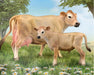 Jersey Cow and Calf - sold separately