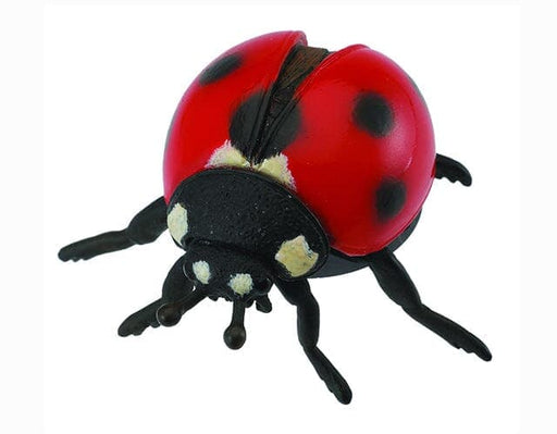 Ladybug