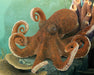 Octopus Model Breyer 