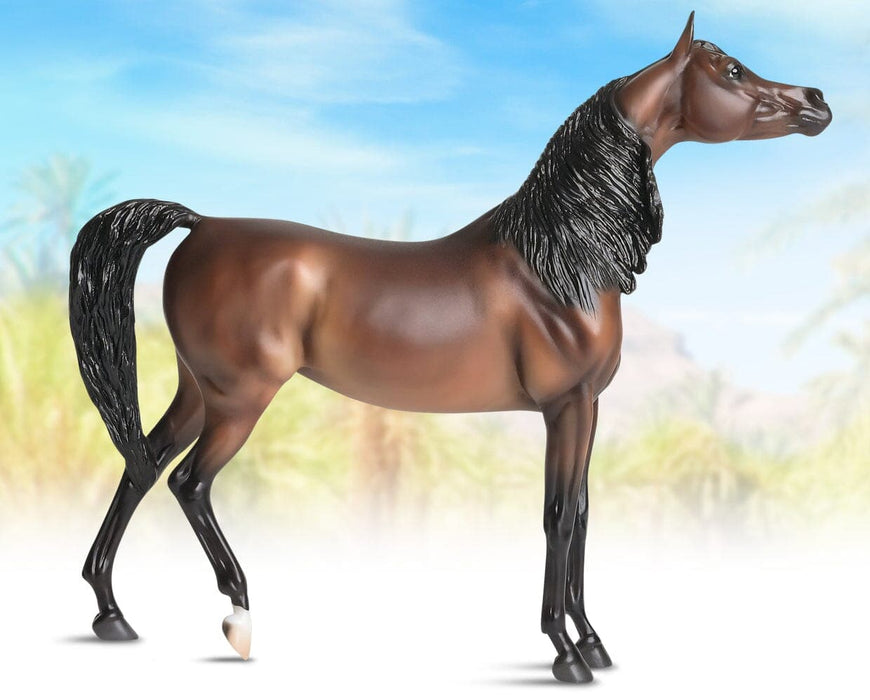 RD Marciea Bey | Champion Arabian Mare on background