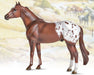 The Ideal Series - Appaloosa on background