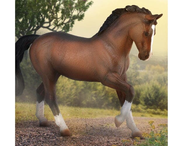 Warmblood Bay Stallion on background