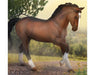 Warmblood Bay Stallion on background